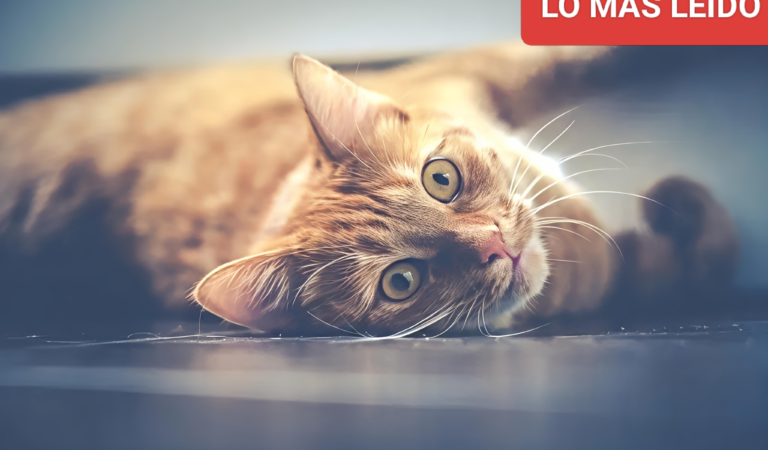 5 cosas que necesita tu gatito