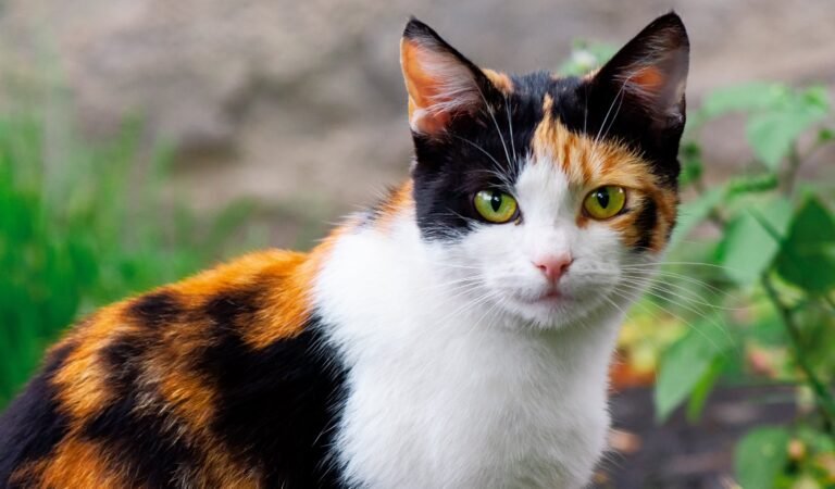 Anatomía del gato calicó: una obra maestra única de la naturaleza