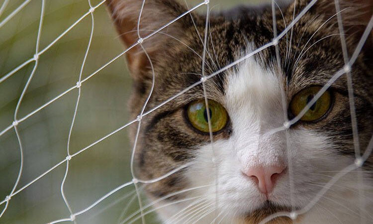 Errores comunes al proteger las ventanas de casa cuando tienes un gato