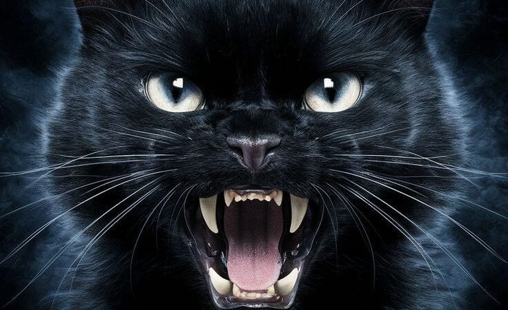 Señales de estrés felino: cómo reconocerlas a tiempo