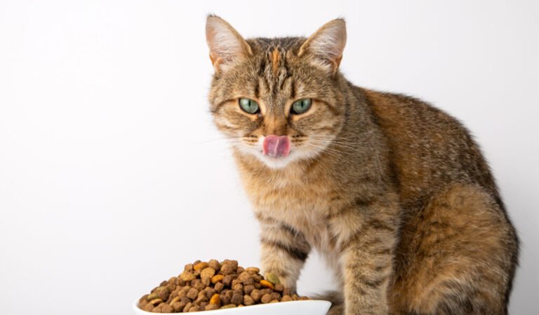 Alimentos seguros para gatos: qué pueden comer, qué darles con moderación y qué evitar