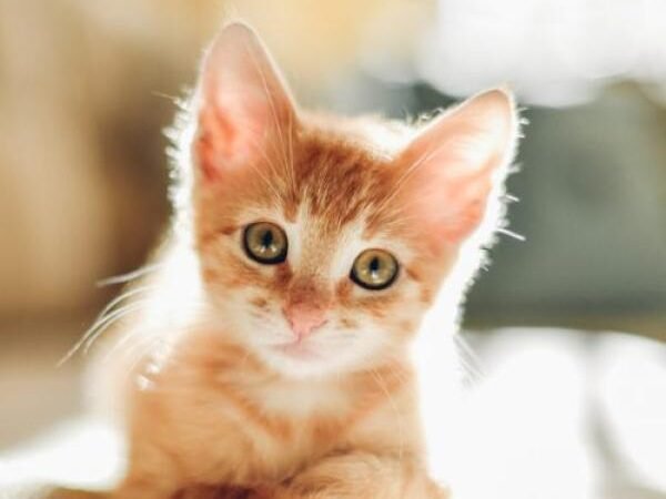Síndrome del gato paracaidista: qué es, por qué ocurre y cómo prevenirlo