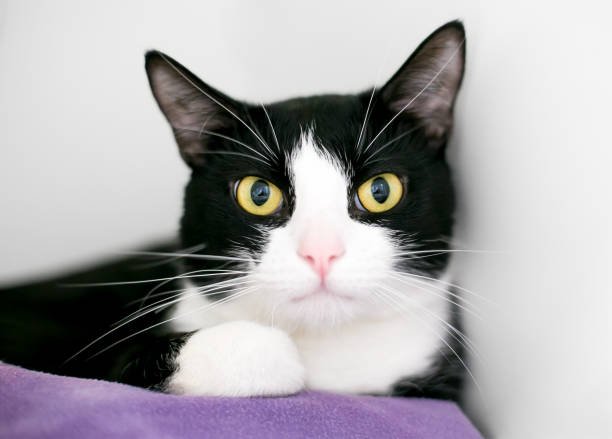 El gato esmoquin (Tuxedo Cat): características y personalidad